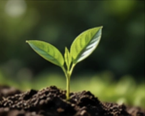A young plant growing in soil